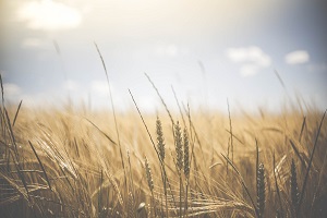 Cereais de inverno, forragens e pastagens fortemente prejudicados por mais um ano de seca severa